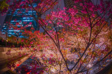 Gece kiraz çiçekleri ve bina ışıkları arasındaki zıtlık. Çekim yeri: Minato Ward, Tokyo