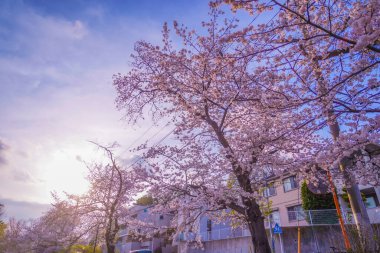 Shirahataike Park 'ında kiraz çiçekleri. Çekim yeri: Kohoku Ward, Yokohama Şehri