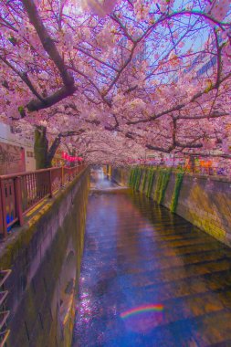 Çiçek açmış büyük kiraz ağacı (Meguro Nehri). Çekim yeri: Meguro Ward, Tokyo