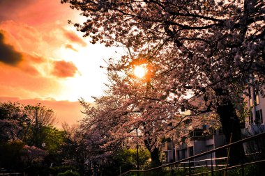 Shirahataike Park 'ında kiraz çiçekleri. Çekim yeri: Kohoku Ward, Yokohama Şehri