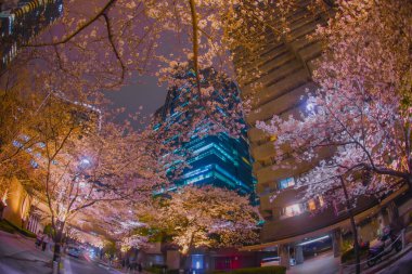 Şehir manzarası ve kiraz çiçekleri arasındaki zıtlık. Çekim yeri: Minato Ward, Tokyo