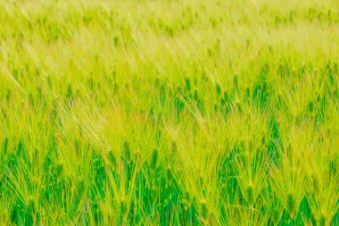 Buğday tarlaları ve geniş bir manzara. Çekim yeri: Sendai Şehri, Miyagi Bölgesi