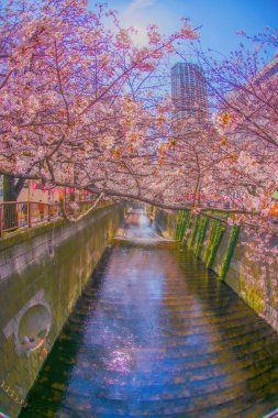 Kiraz ağaçları ve mavi gökyüzü (Meguro Nehri). Çekim yeri: Meguro Ward, Tokyo