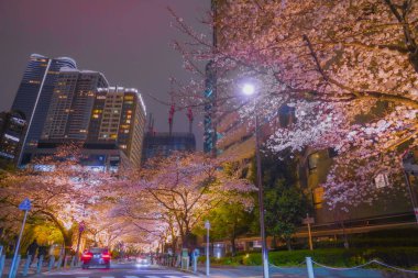 Kiraz ağaçları ve gece gökyüzünün altındaki yol. Çekim yeri: Minato Ward, Tokyo