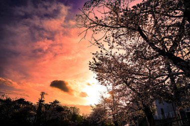 Shirahataike Park 'ında kiraz çiçekleri. Çekim yeri: Kohoku Ward, Yokohama Şehri