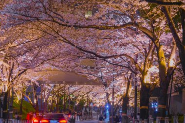 Kiraz çiçeklerinin ve ışıklarda yüzen binaların gece manzarası. Çekim yeri: Minato Ward, Tokyo