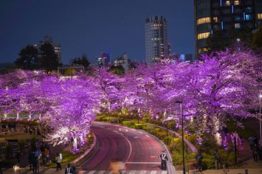 Kavisli yol boyunca aydınlatılmış kiraz çiçekleri. Çekim yeri: Minato Ward, Tokyo