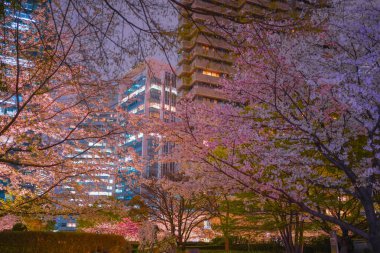 Geceleri kiraz çiçeklerinin olduğu şehir manzarası. Çekim yeri: Minato Ward, Tokyo