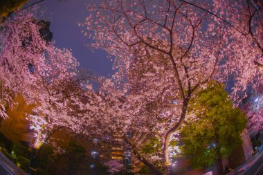 Kiraz ağaçları ve araba ışıkları. Çekim yeri: Minato Ward, Tokyo