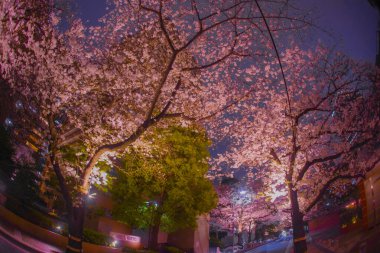 Aydınlatılmış kiraz ağaçları. Çekim yeri: Minato Ward, Tokyo