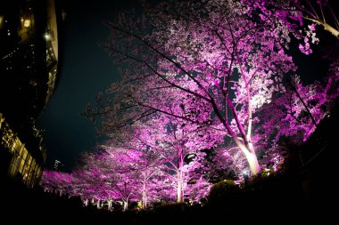 Parlak gece kiraz ağaçları. Çekim yeri: Minato Ward, Tokyo