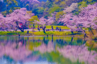 Scenery of a pond with blooming cherry blossoms. Shooting Location: Tsurumi Ward, Yokohama City clipart