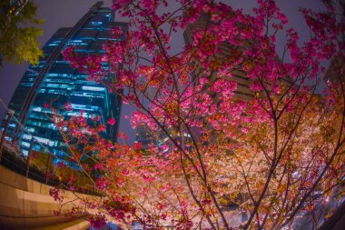 Koyu pembe kiraz çiçekleri ve gece şehri. Çekim yeri: Minato Ward, Tokyo