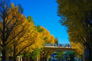 Mavi gökyüzünün altındaki Ginkgo ağaçları. Çekim yeri: Naka Ward, Yokohama Şehri
