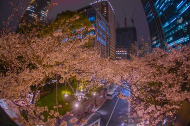Geceleri kiraz çiçekleriyle kaplı bir şehir caddesi. Çekim yeri: Minato Ward, Tokyo