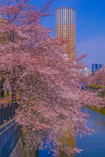 Nehir boyunca kiraz çiçekleri ve gökdelenler. Çekim yeri: Meguro Ward, Tokyo