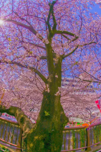 Meguro Nehri 'nde kiraz çiçekleri açar. Çekim yeri: Meguro Ward, Tokyo