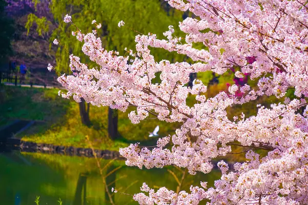 Kiraz çiçekleri ve bitkilerin renkli manzarası. Çekim yeri: Tsurumi Koğuşu, Yokohama Şehri