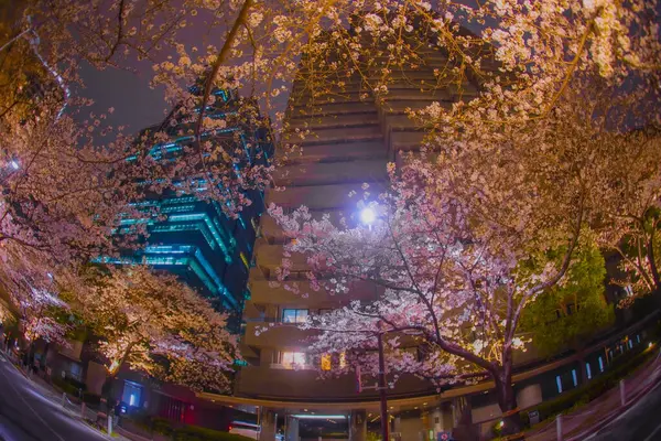 Gece kiraz çiçekleri ve gökdelenler. Çekim yeri: Minato Ward, Tokyo