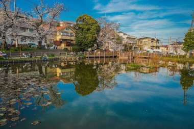 Bahar göleti ve kiraz ağaçları (Shirahataike Park). Çekim yeri: Kohoku Ward, Yokohama Şehri