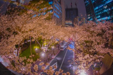 Binanın gece manzarası kiraz çiçekleriyle renklendirilmiş. Çekim yeri: Minato Ward, Tokyo
