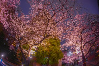 Kentsel kiraz çiçeği manzarası. Çekim yeri: Minato Ward, Tokyo
