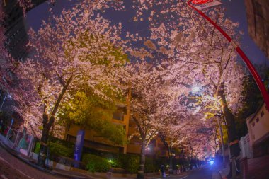 Kiraz ağaçları ve ay ışığı. Çekim yeri: Minato Ward, Tokyo