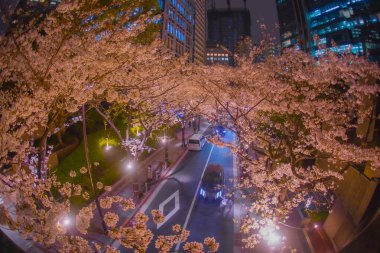 Kiraz çiçekleriyle çevrili bir cadde. Çekim yeri: Minato Ward, Tokyo