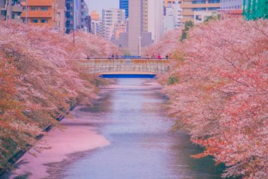 Bahar kiraz ağaçları ve nehir. Çekim yeri: Meguro Ward, Tokyo