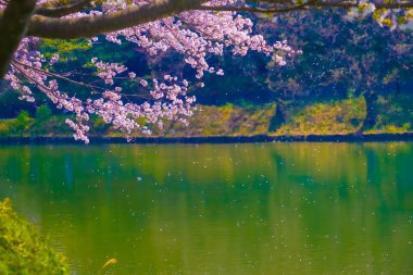 Gölde dans eden kiraz çiçekleri. Çekim yeri: Tsurumi Koğuşu, Yokohama Şehri