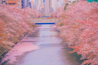 Kiraz çiçekleri, nehir ve şehir manzarası. Çekim yeri: Meguro Ward, Tokyo