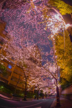 Şehirde gece kiraz çiçekleri ve binalar var. Çekim yeri: Minato Ward, Tokyo