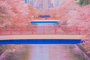 Kiraz çiçeklerinin açtığı Meguro Nehri manzarası. Çekim yeri: Meguro Ward, Tokyo