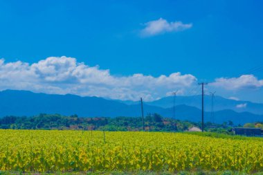 Dağlarla ve mavi gökyüzüyle çevrili bir tarla. Çekim Konumu: Yamagata Bölgesi