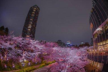Gece kiraz çiçekleri ve restoran dışı. Çekim yeri: Minato Ward, Tokyo