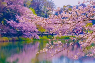 Cherry blossoms and water surface through the branches. Shooting Location: Tsurumi Ward, Yokohama City clipart