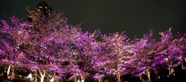 Gökdelenler ve geceleri parlayan kiraz çiçekleri. Çekim yeri: Minato Ward, Tokyo