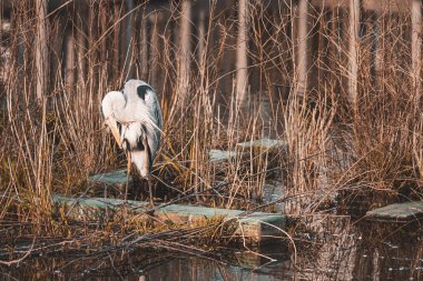 Dusk landscape with gray heron. Shooting Location: Kohoku Ward, Yokohama City clipart