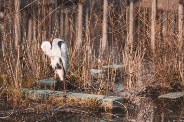 Rıhtımda gri balıkçıl. Çekim yeri: Kohoku Ward, Yokohama Şehri