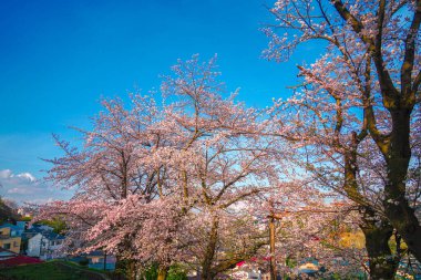 Konut manzarası ve kiraz çiçekleri. Çekim yeri: Kanagawa Koğuşu, Yokohama Şehri