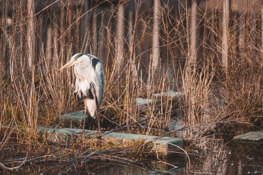 Quiet sunset and gray heron. Shooting Location: Kohoku Ward, Yokohama City clipart