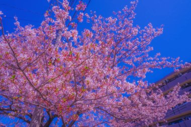 Kiraz ağaçları ve nehir manzarası. Çekim yeri: Minami Ward, Yokohama Şehri