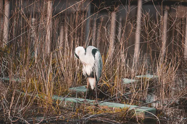 Gri balıkçıl silueti. Çekim yeri: Kohoku Ward, Yokohama Şehri