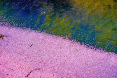 Yüzen taç yapraklarıyla deniz kenarı manzarası. Çekim yeri: Minami Ward, Yokohama Şehri