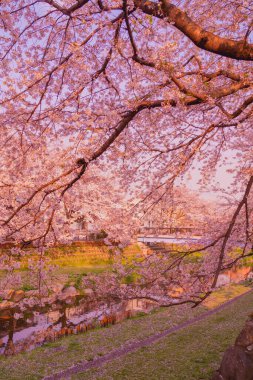 Nogawa Nehri boyunca kiraz çiçekleri ve manzara. Çekim yeri: Chofu Şehri, Tokyo