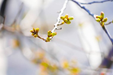 Kiraz çiçeği tomurcuklarının yakın çekimi. Çekim yeri: Chofu Şehri, Tokyo