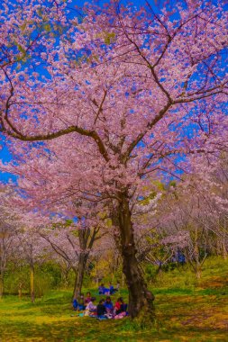 Çiçek açmış kiraz çiçekleriyle piknik. Çekim yeri: Tsurumi Koğuşu, Yokohama Şehri