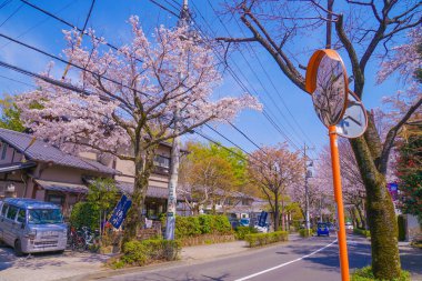 Jindaiji Tapınağı ve bahar manzarası. Çekim yeri: Chofu Şehri, Tokyo