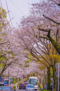 Kiraz ağaçları ve garaj yolu. Çekim yeri: Chofu Şehri, Tokyo