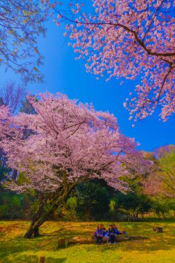 spreading cherry tree. Shooting Location: Tsurumi Ward, Yokohama City clipart